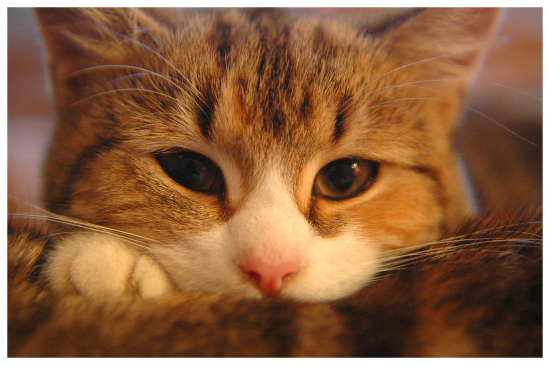the_cat_by_stratjara