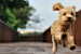 dog_by_kenyin-d2ia8gp